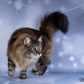 chat Norvégien brown tortie blotched tabby Moana / Pozzi 💗 Chatterie de Ci'Varone