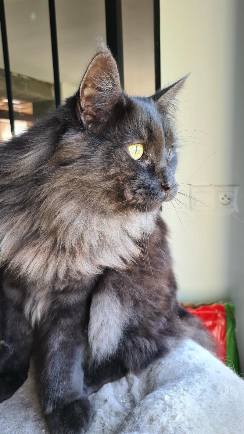 Myles 🖤 de la Légende du Gräl Mâle Norvégien