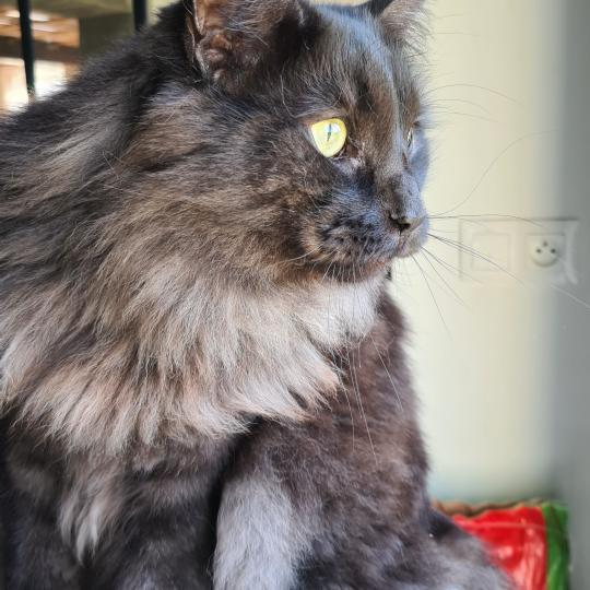 Myles 🖤 de la Légende du Gräl Mâle Norvégien