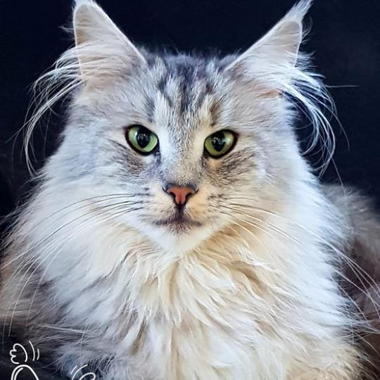 Mystic❤️ de l'Anse des Pins Femelle Norvégien