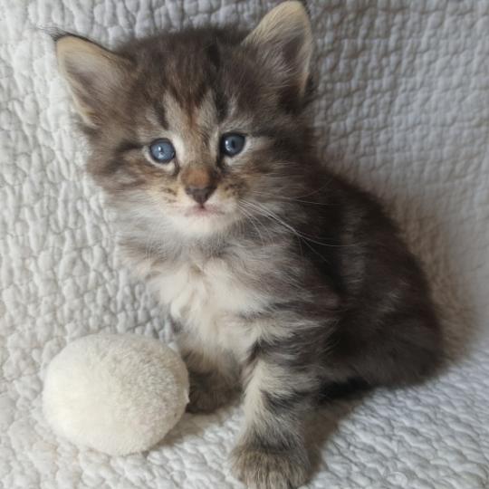 Naéma❤️ De Ci'Varone Femelle Norvégien