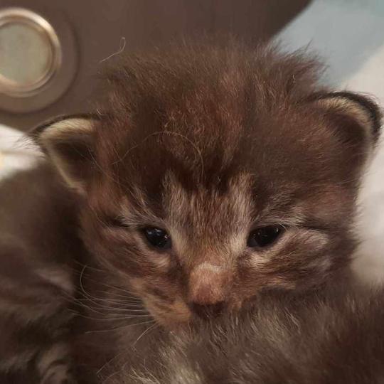 Nalha❤️ De Ci'Varone Femelle Norvégien