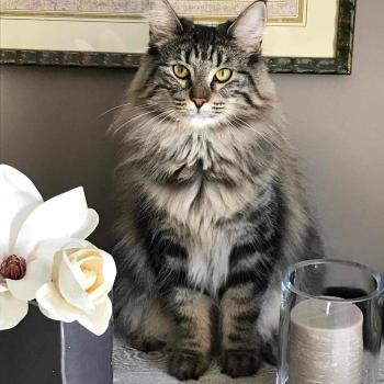 chaton Norvégien brown blotched tabby Nalha❤️ Chatterie de Ci'Varone