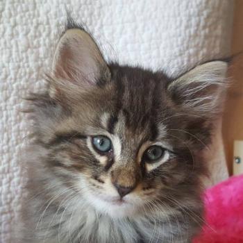 chaton Norvégien brown blotched tabby Namja❤️ Chatterie de Ci'Varone