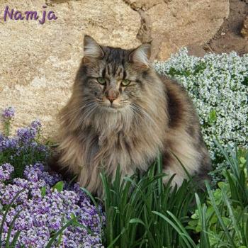 chaton Norvégien brown blotched tabby Namja❤️ Chatterie de Ci'Varone