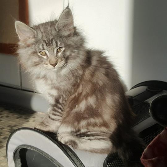 Nör💙 De Ci'Varone Mâle Norvégien