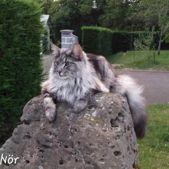 chaton Norvégien black silver blotched tabby Nör💙 Chatterie de Ci'Varone