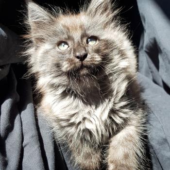 chat Norvégien black smoke Pandora❤ Chatterie de Ci'Varone