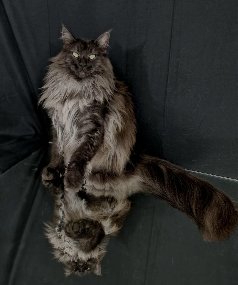 Pandora❤ De Ci'Varone Femelle Norvégien