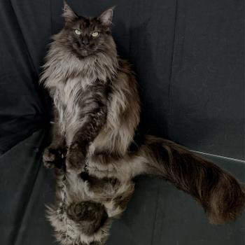 chat Norvégien black smoke Pandora❤ Chatterie de Ci'Varone