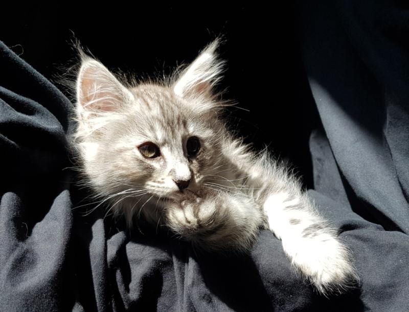 Pippa❤️ De Ci'Varone Femelle Norvégien