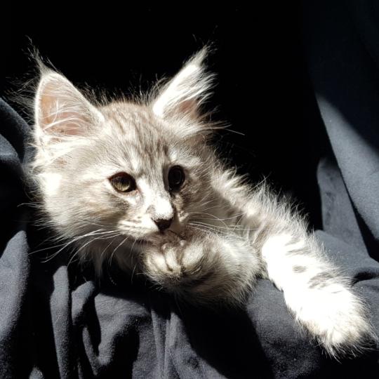 Pippa❤️ De Ci'Varone Femelle Norvégien