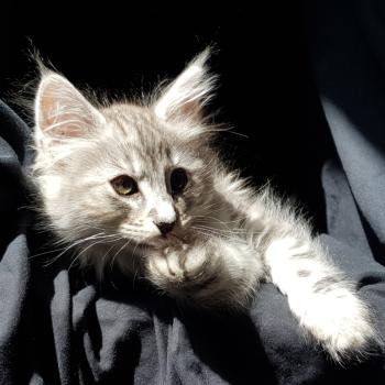 Pippa❤️ De Ci'Varone Femelle Norvégien