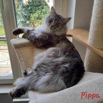 chaton Norvégien black silver blotched tabby Pippa❤️ Chatterie de Ci'Varone