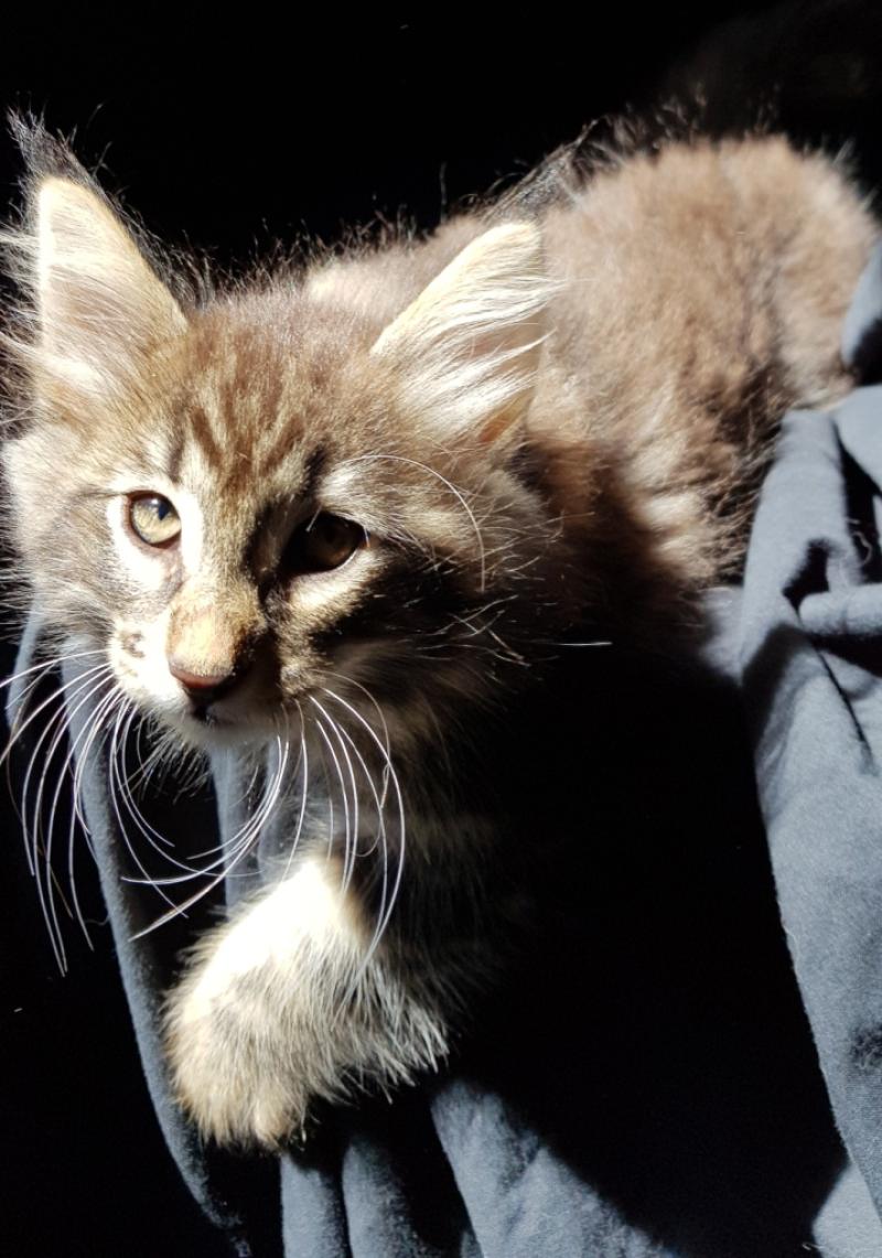 Punkin🧡 De Ci'Varone Mâle Norvégien