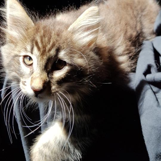 Punkin🧡 De Ci'Varone Mâle Norvégien