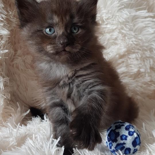 Quincy💛 De Ci'Varone Mâle Norvégien