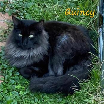 chaton Norvégien black smoke Quincy💛 Chatterie de Ci'Varone