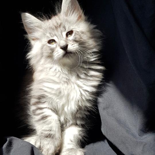 Qwerty💙 De Ci'Varone Mâle Norvégien