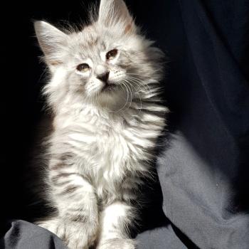 Qwerty💙 De Ci'Varone Mâle Norvégien