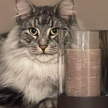 chaton Norvégien black silver blotched tabby Qwerty💙 Chatterie de Ci'Varone