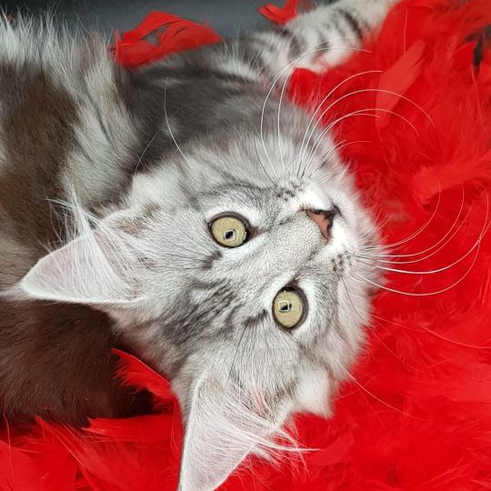 Sauria ❤️ De Ci'Varone Femelle Norvégien