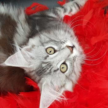 Sauria ❤️ De Ci'Varone Femelle Norvégien