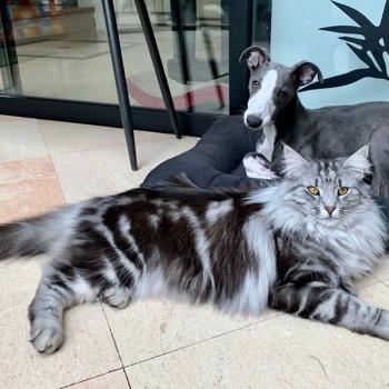 chaton Norvégien black silver blotched tabby Sauria ❤️ Chatterie de Ci'Varone