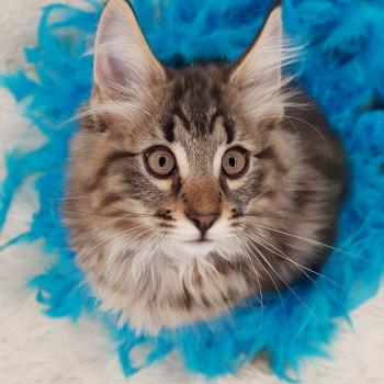 Serkan 💙 De Ci'Varone Mâle Norvégien