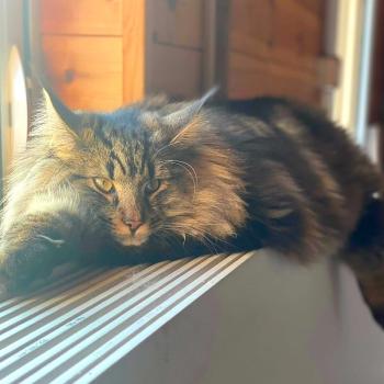 chaton Norvégien brown blotched tabby Serkan 💙 Chatterie de Ci'Varone