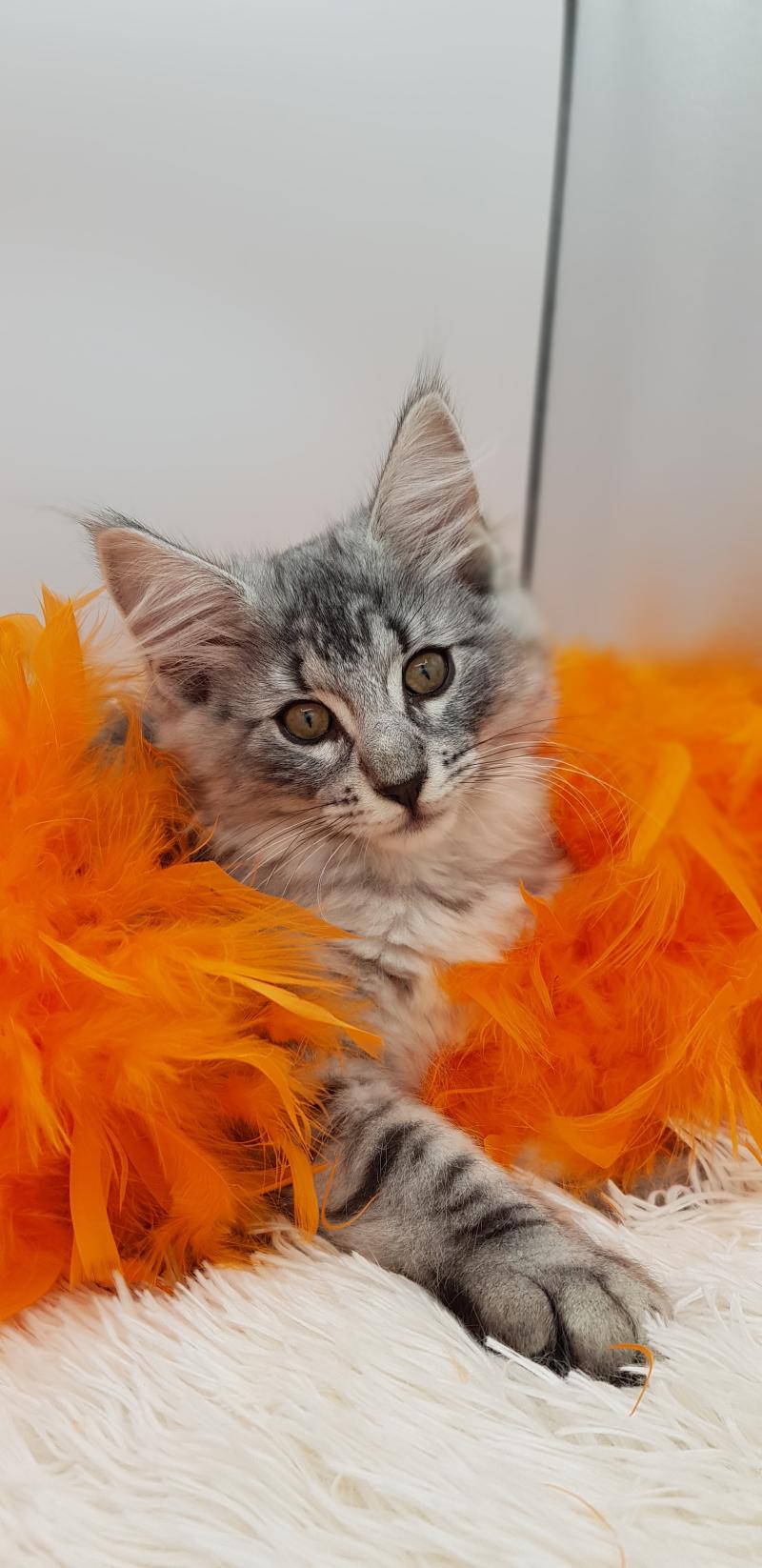 Seyda🧡 De Ci'Varone Femelle Norvégien