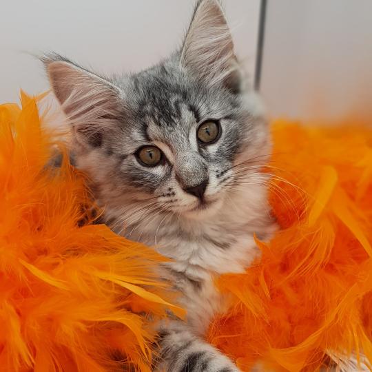 Seyda🧡 De Ci'Varone Femelle Norvégien