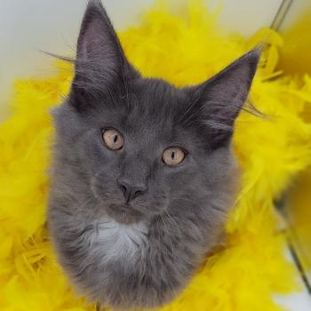 Styx 💛 De Ci'Varone Mâle Norvégien