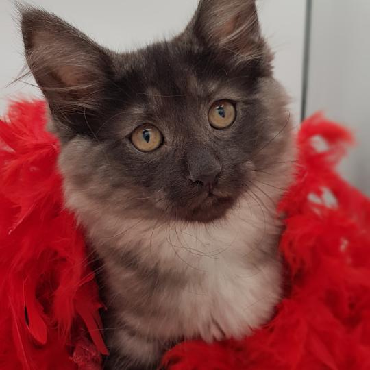 Svana ❤️ De Ci'Varone Femelle Norvégien