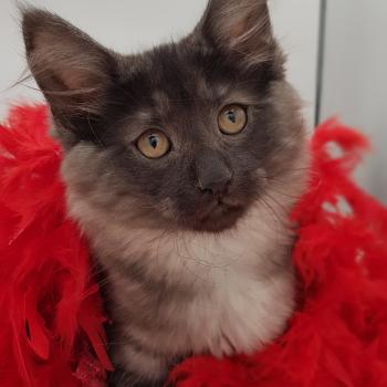 Svana ❤️ De Ci'Varone Femelle Norvégien