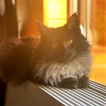 chaton Norvégien black smoke Svana ❤️ Chatterie de Ci'Varone