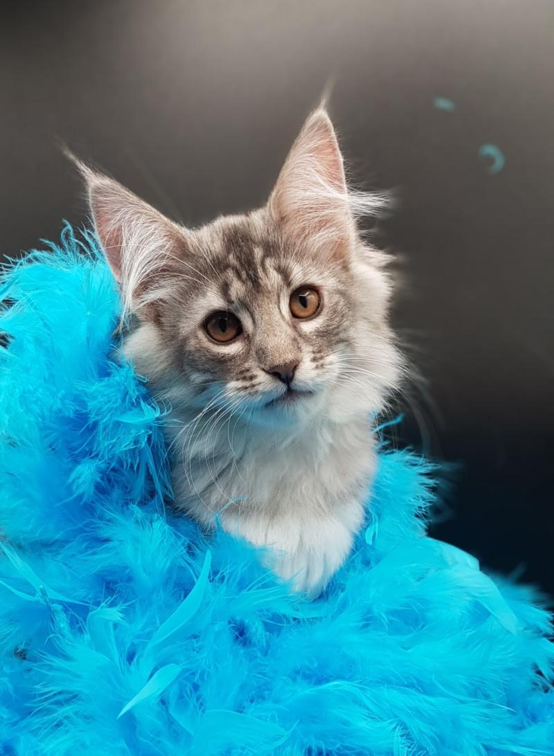 Syrinx 💙 De Ci'Varone Femelle Norvégien