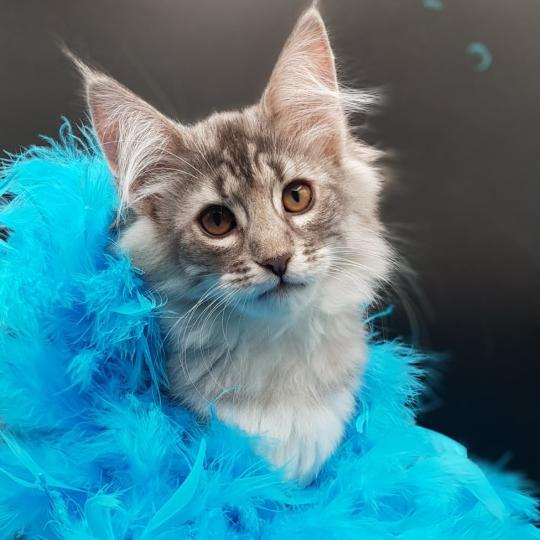 Syrinx 💙 De Ci'Varone Femelle Norvégien