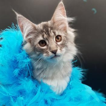 Syrinx 💙 De Ci'Varone Femelle Norvégien