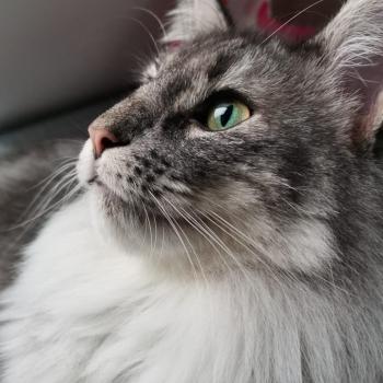 chaton Norvégien blue silver blotched tabby Syrinx 💙 Chatterie de Ci'Varone