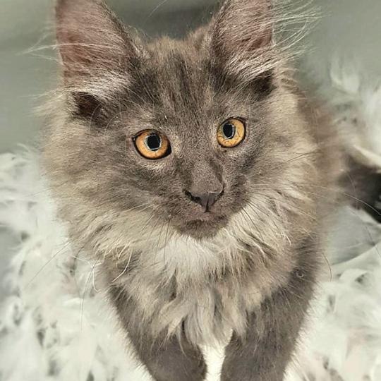 Tala 🤍 De Ci'Varone Femelle Norvégien