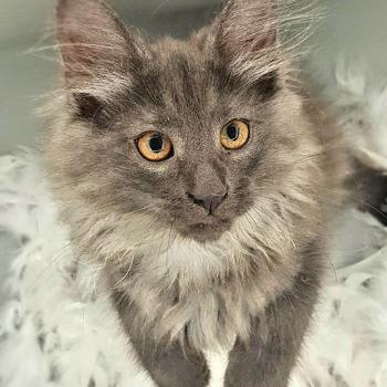 chaton Norvégien blue smoke Tala 🤍 Chatterie de Ci'Varone