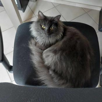 chaton Norvégien blue smoke Tala 🤍 Chatterie de Ci'Varone