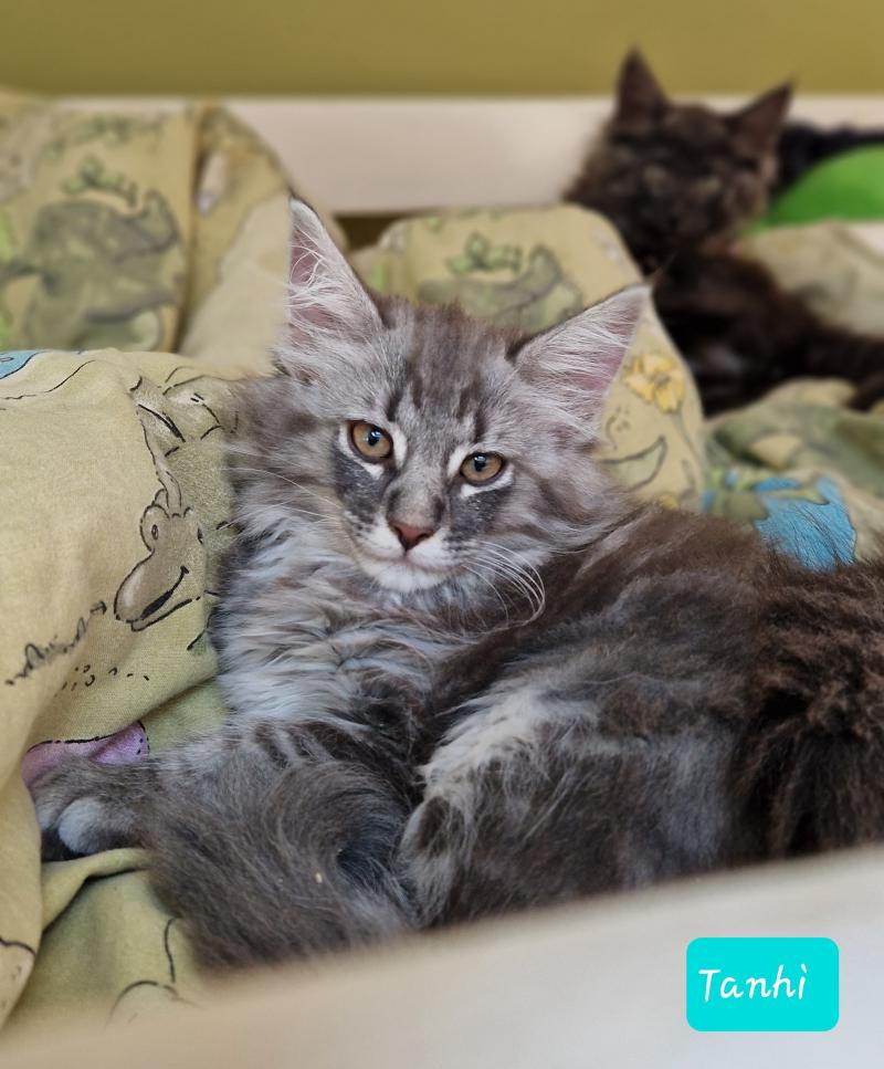 Tanhì ❤️ De Ci'Varone Femelle Norvégien