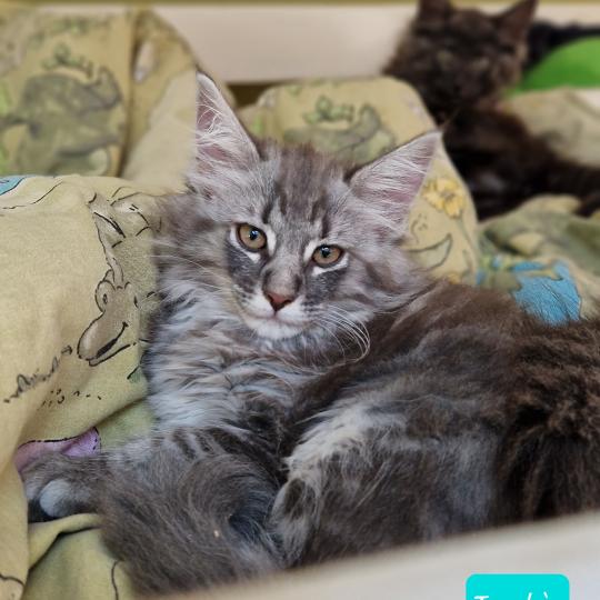 Tanhì ❤️ De Ci'Varone Femelle Norvégien