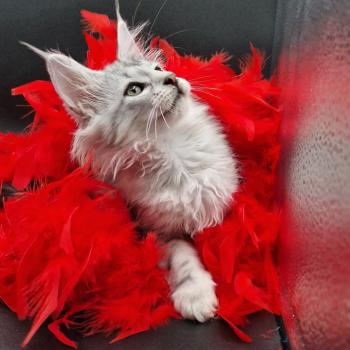 chaton Norvégien black silver blotched tabby Tansy❤️ Chatterie de Ci'Varone