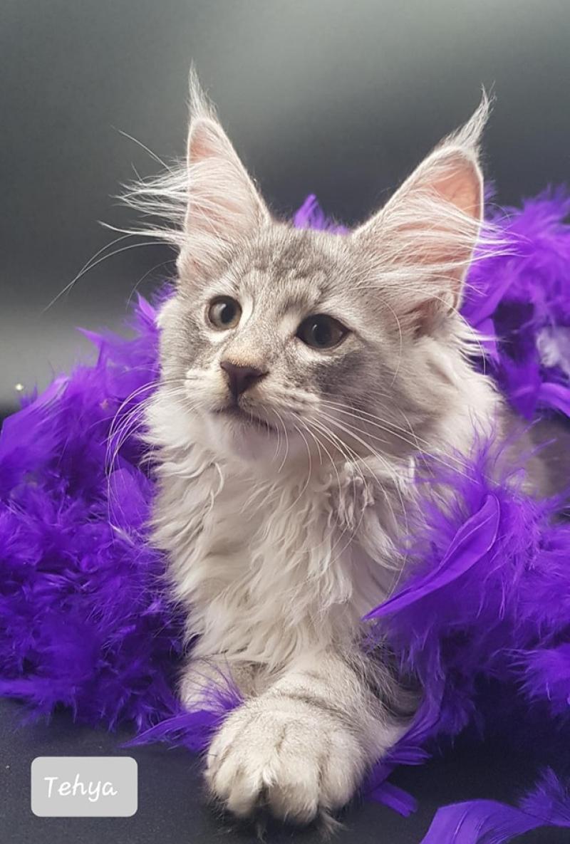 Tehya 💜 De Ci'Varone Femelle Norvégien