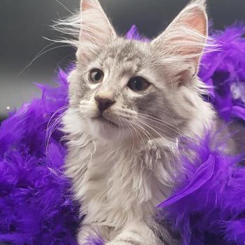 chaton Norvégien black silver blotched tabby Tehya 💜 Chatterie de Ci'Varone