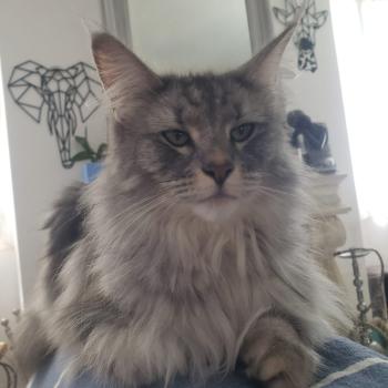 chaton Norvégien black silver blotched tabby Tehya 💜 Chatterie de Ci'Varone