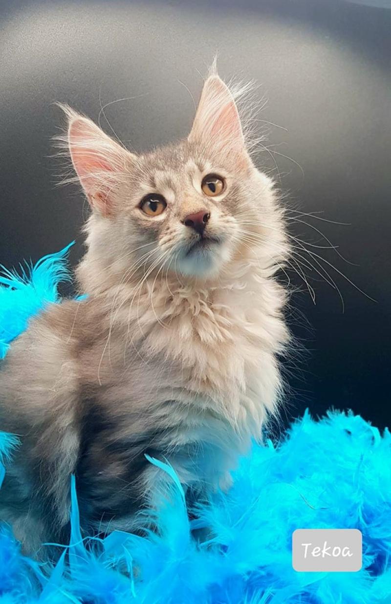 Tekoa 💙 De Ci'Varone Mâle Norvégien